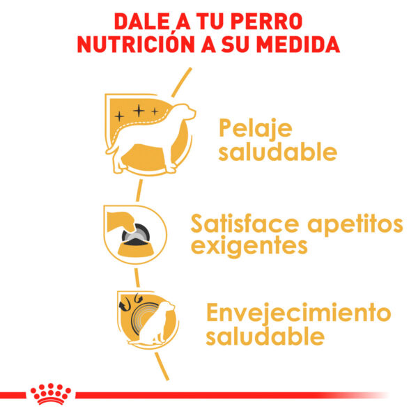 Royal Canin Alimento Seco para Perro Adulto Raza Yorkshire Terrier, 4.5 kg - Image 5